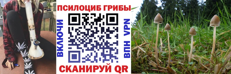 где купить наркотик  Фёдоровский  Галлюциногенные грибы Psilocybe 